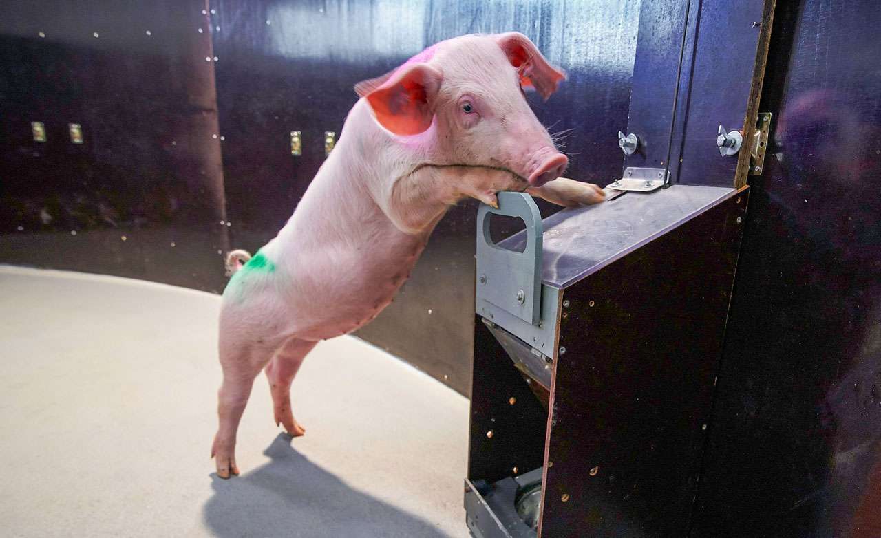 La vida emocional y habilidades cognitivas de los animales de granja 1 20231208 nf animalcog pig judgment closeup