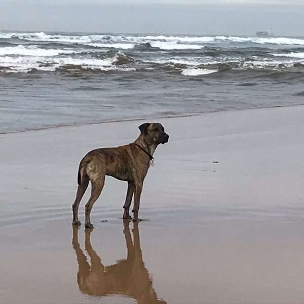 Ordenanza Municipal de Protección y Bienestar Animal