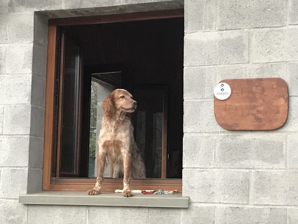 Centro Canino APASOS 11