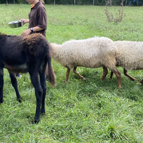 La vida emocional y habilidades cognitivas de los animales de granja