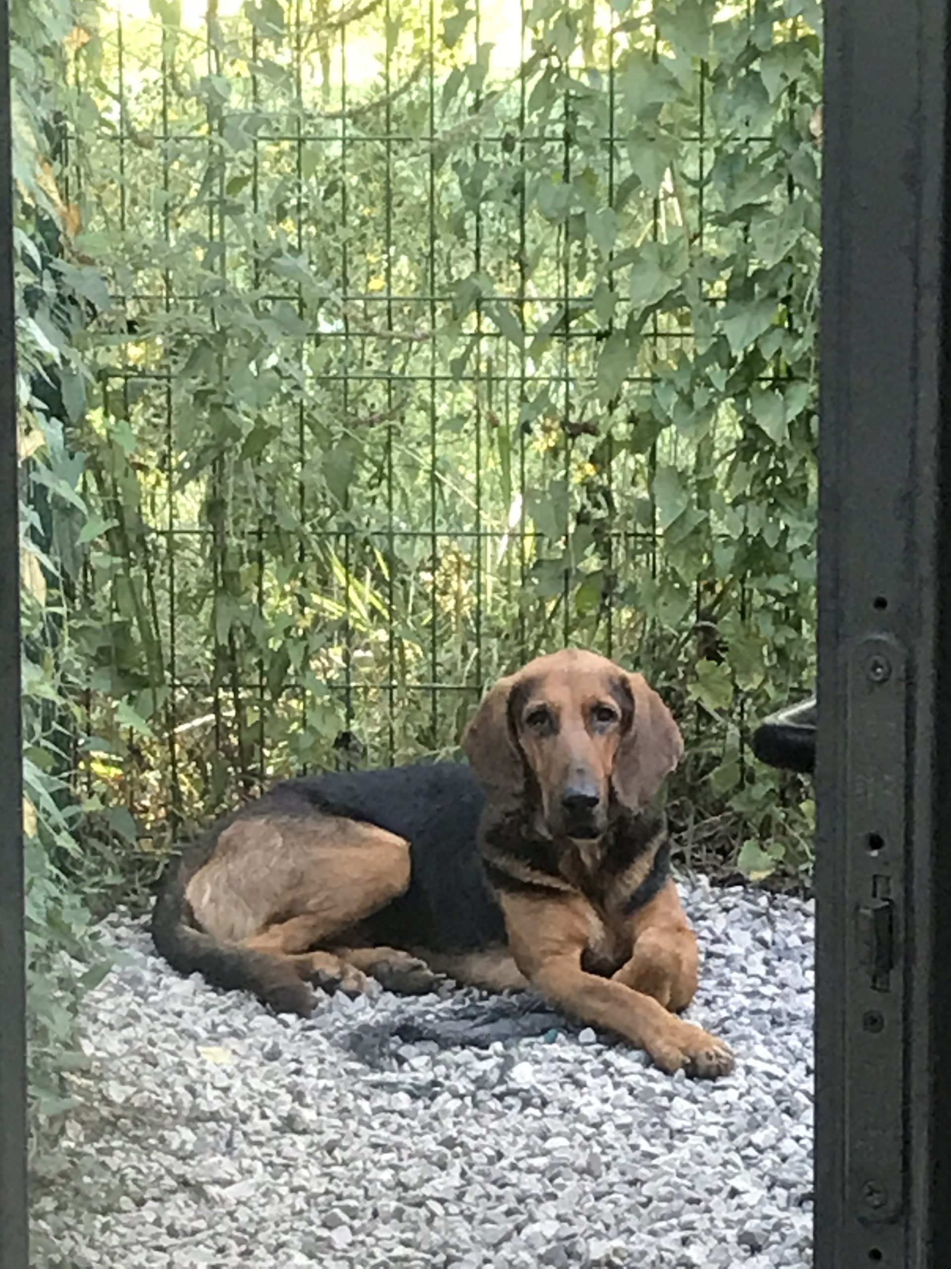 Centro Canino APASOS 4 scaled