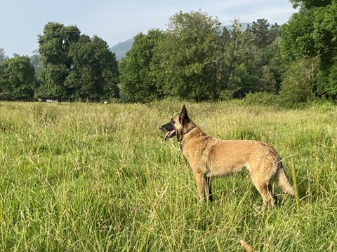 El adiestramiento canino replanteado: divertido, enriquecedor y para toda la vida 🐾