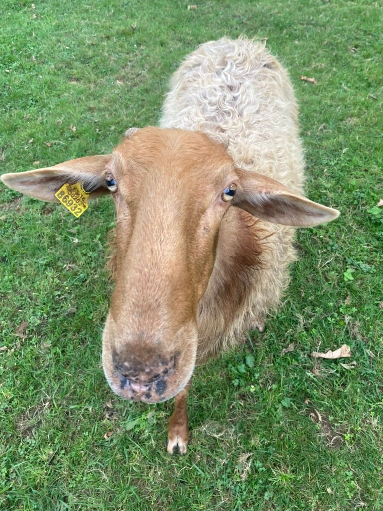 oveja1